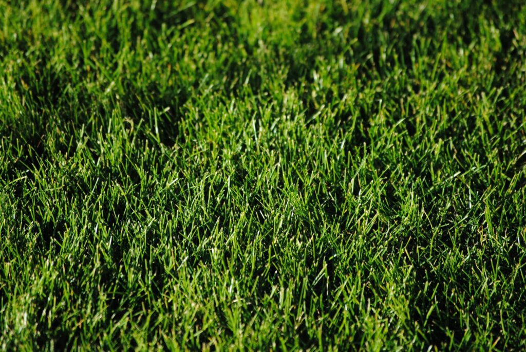 A lush green lawn in New Jersey that could be at risk from invasive jumping worms