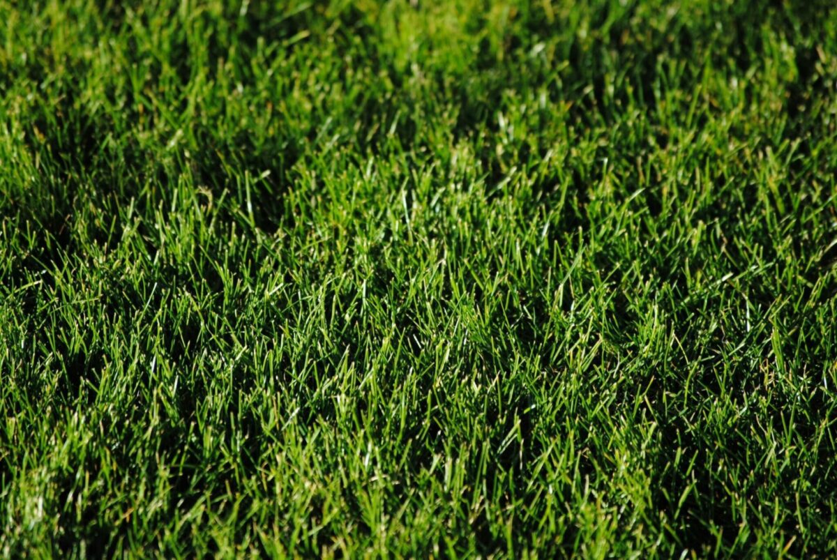 A lush green lawn in New Jersey that could be at risk from invasive jumping worms