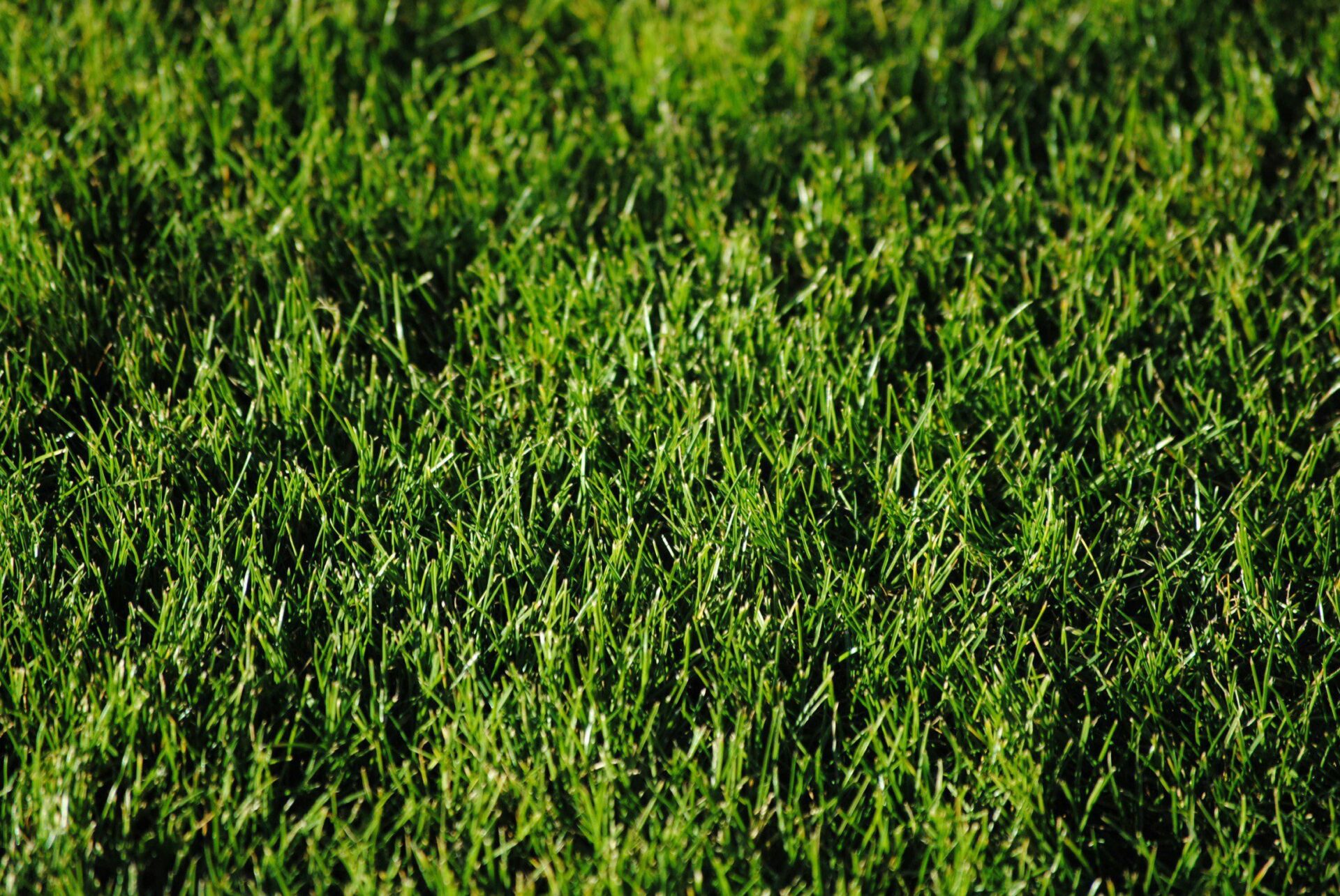A lush green lawn in New Jersey that could be at risk from invasive jumping worms