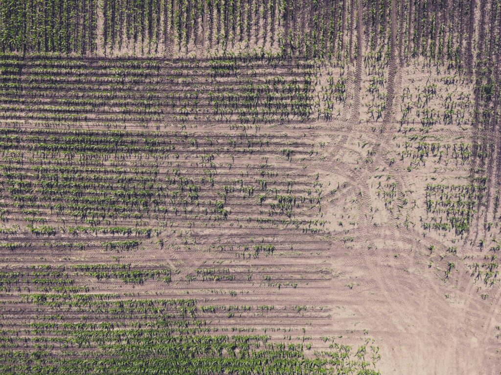 An aerial view of damaged crop rows at a New Jersey farm following the April 2026 freeze