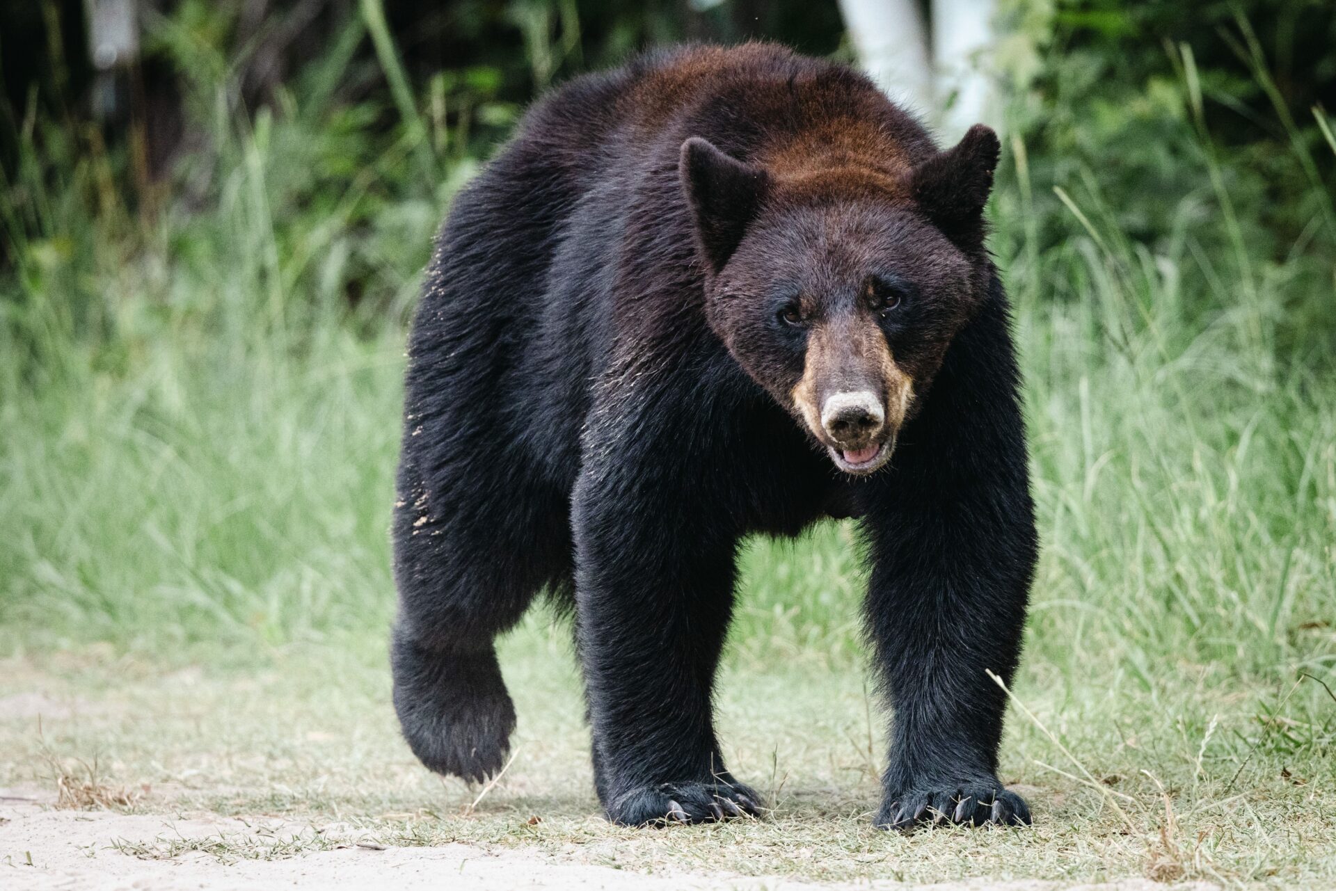 a black bear representing the bear loose at Turtle Back Zoo on Monday