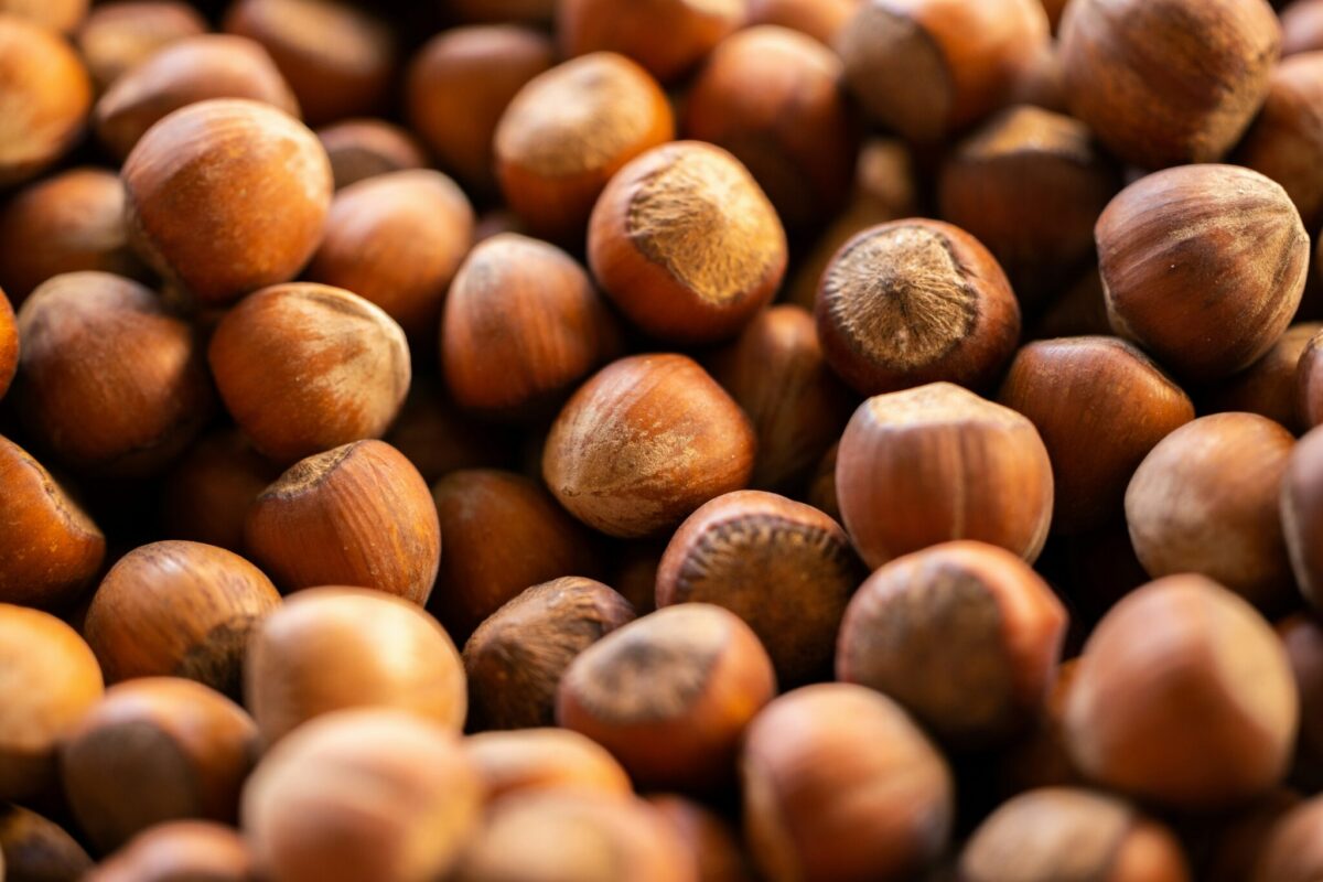 Fresh hazelnuts with shells at a New Jersey farm