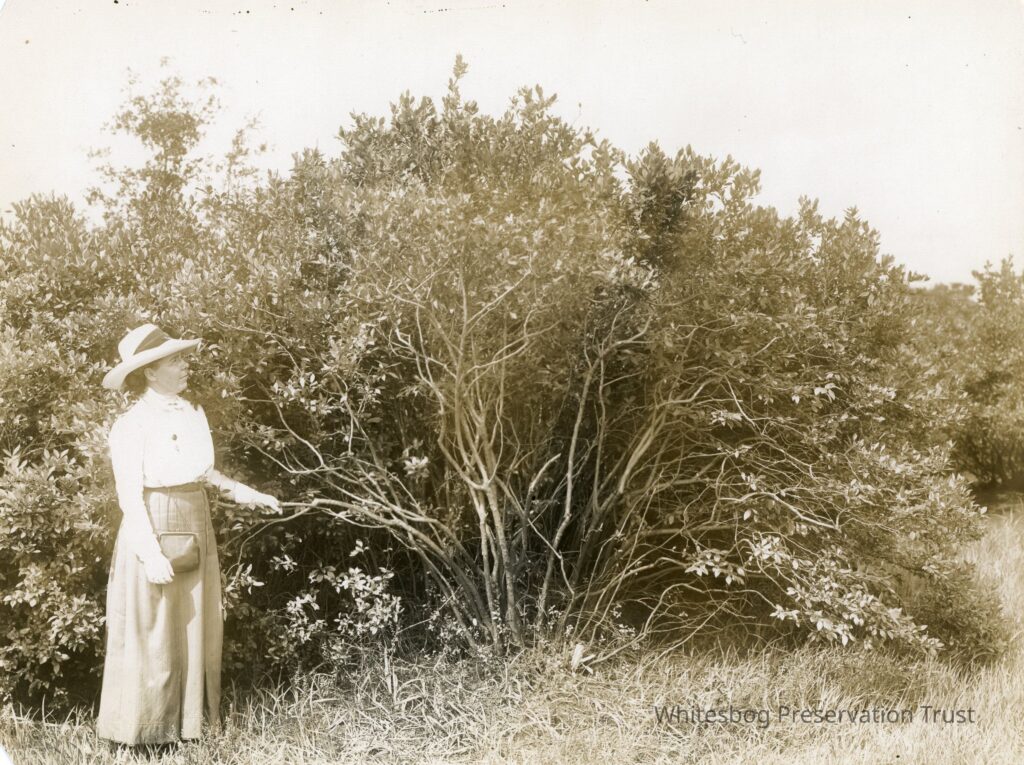 Eight foot bush called The Island beside Elizabeth White