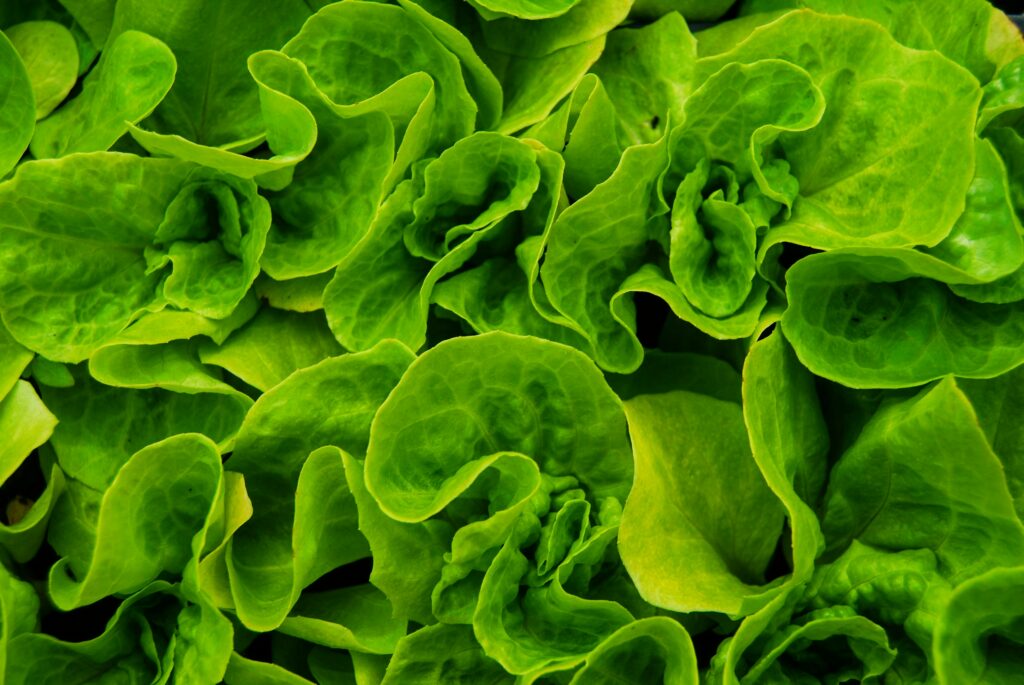 Fresh green lettuce leaves, one of the produce items linked to cyclosporiasis risk.