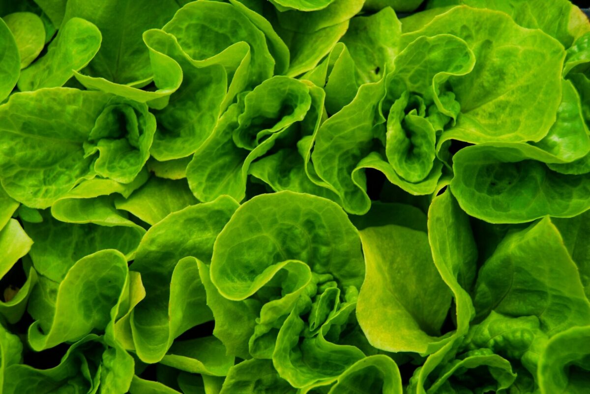 Fresh green lettuce leaves, one of the produce items linked to cyclosporiasis risk.