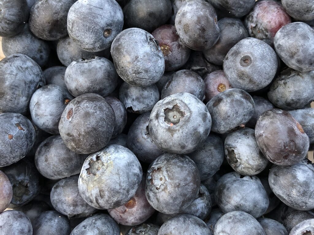 Fresh blueberries from Hammonton, New Jersey, showing the natural silvery bloom on the skin.