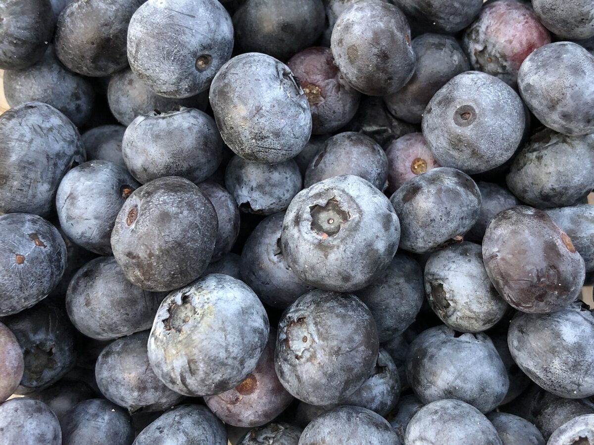 Fresh blueberries from Hammonton, New Jersey, showing the natural silvery bloom on the skin.