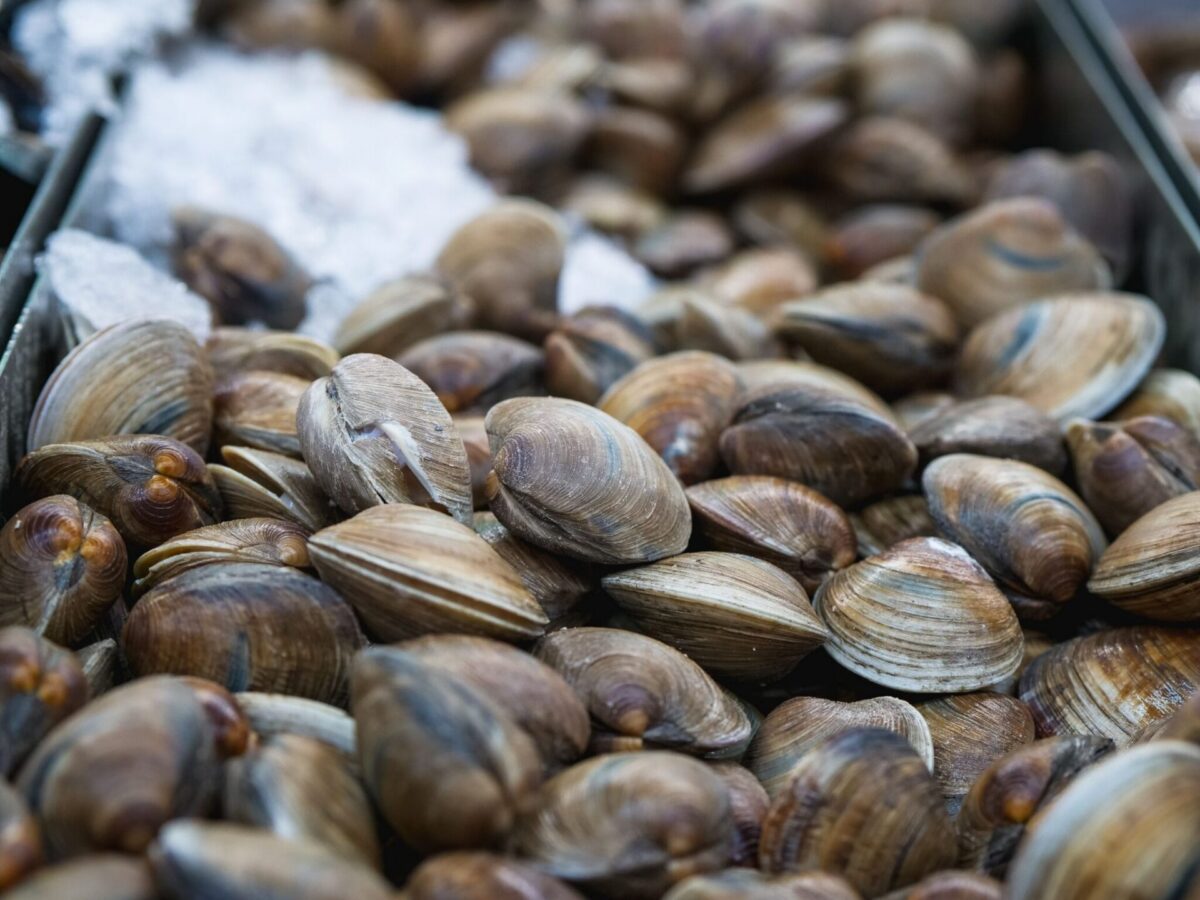 Littleneck clams resting on ice