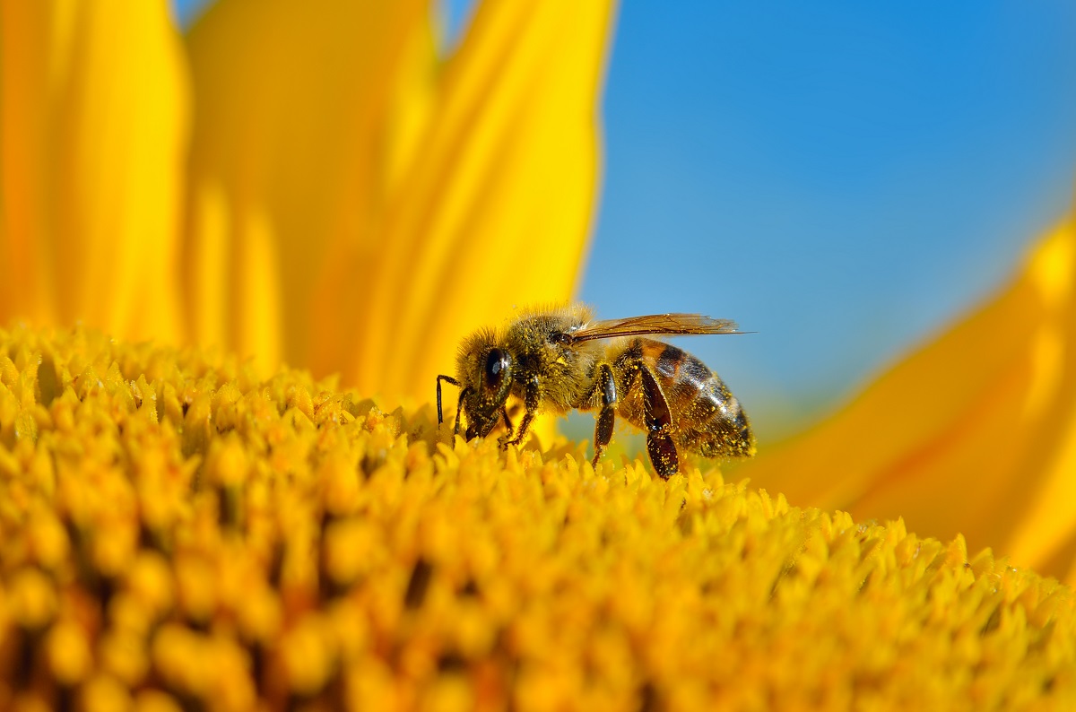 A honey bee pollinates a flower, representing the record colony losses affecting commercial beekeepers across the United States and New Jersey.