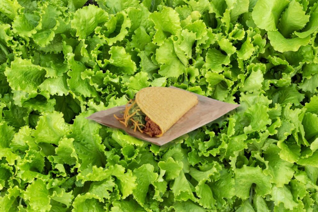 green leaf lettuce backdrops a taco bell taco amid a nationwide lettuce scare following a cyclospora outbreak