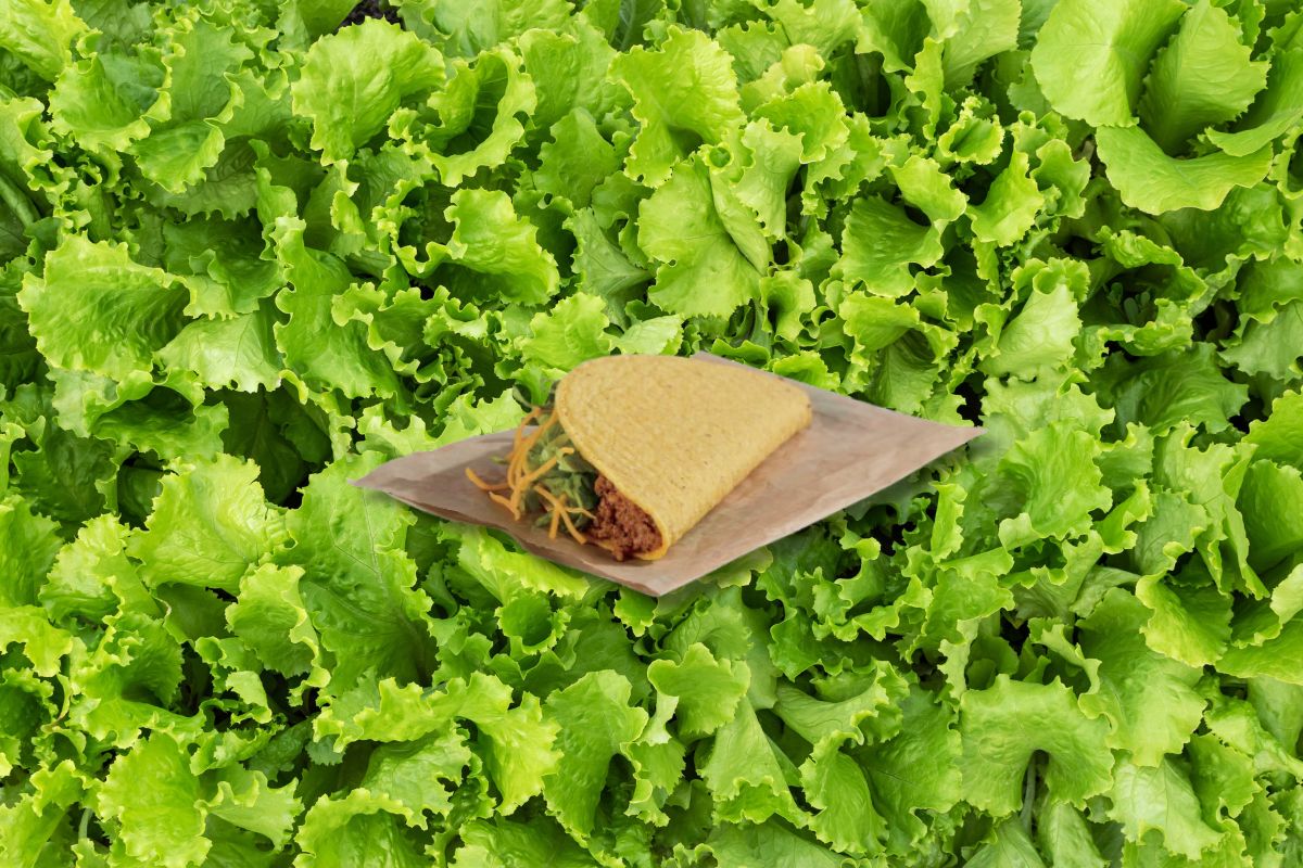 green leaf lettuce backdrops a taco bell taco amid a nationwide lettuce scare following a cyclospora outbreak