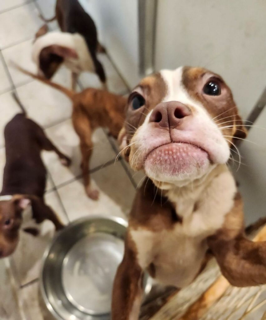 abandoned puppies in rahway, new jersey