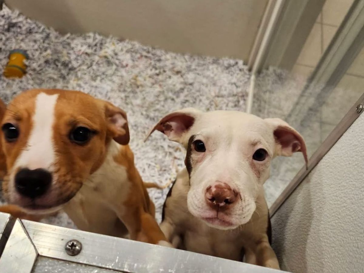 Two of the 18 abandoned puppies now in the care of Common Sense for Animals shelter in Stewartsville, New Jersey.