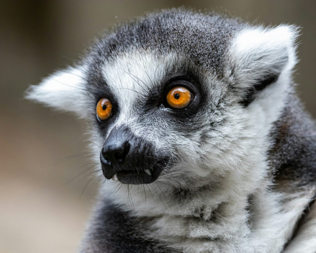 A close-up of a ring-tailed lemur, one of the species now living at Turtle Back Zoo's new exhibit in West Orange, New Jersey.