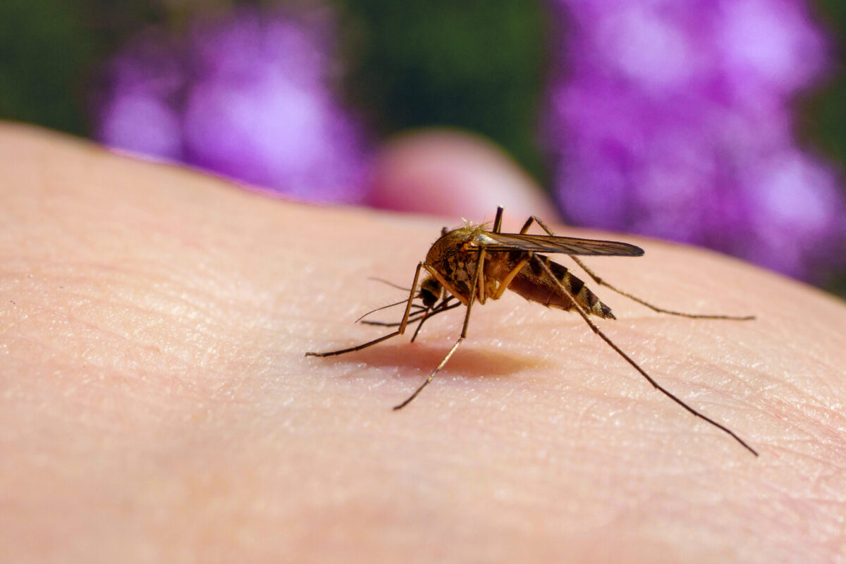 A Culex mosquito, the species that spreads West Nile virus, feeding on human skin