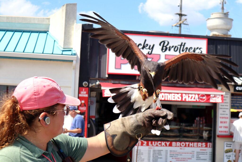 Jacquelyn Cellucci of East Coast Falcons lures a trained falcon on the Ocean City boardwalk to help tame the city's seagull problem