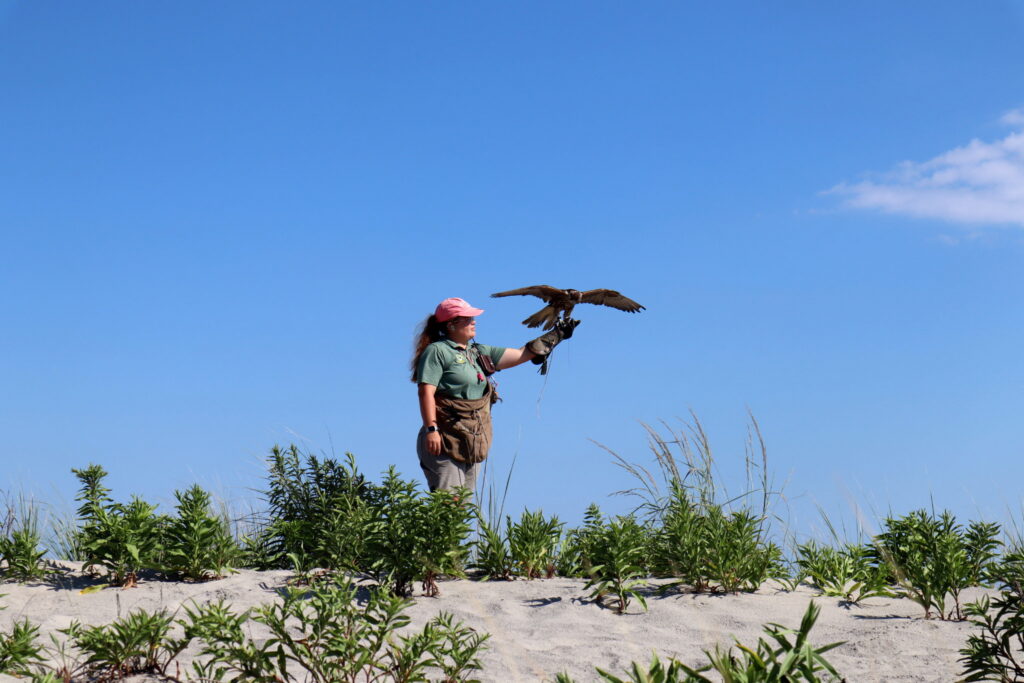 Jacquelyn Cellucci of East Coast Falcons lures a bird on the Ocean City beach