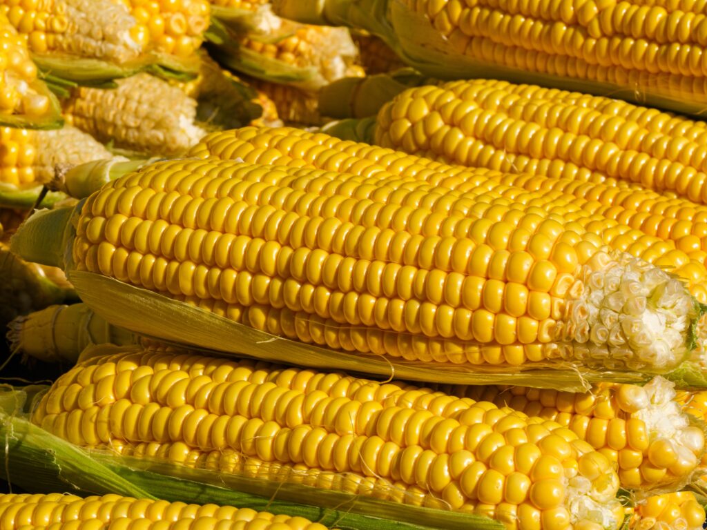 Fresh corn on the cob, representing Flemington's Corn, Tomato & Beer Festival