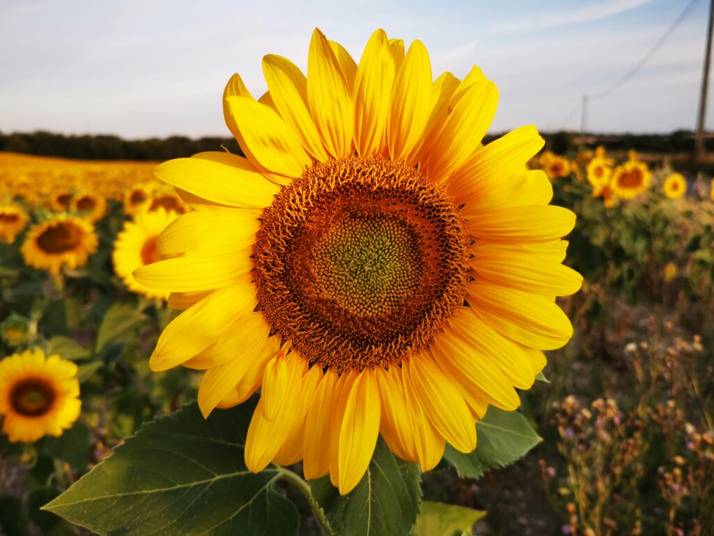 sunflower representing lambertville sunflower festival