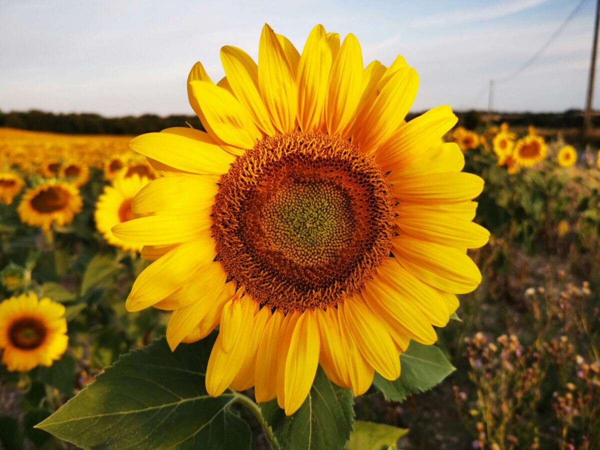 sunflower representing lambertville sunflower festival