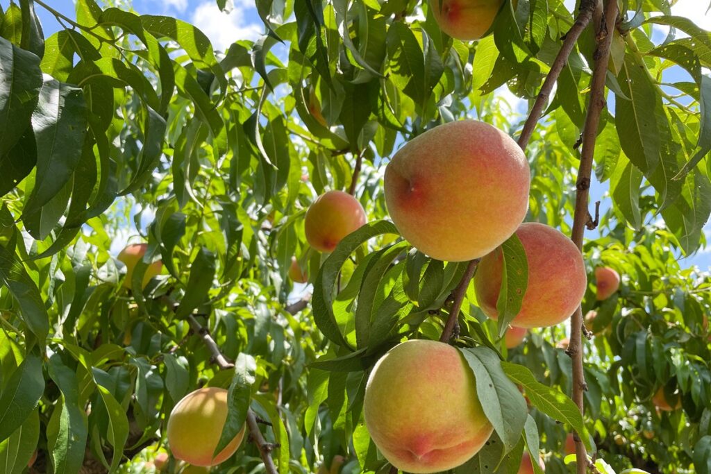 Ripe peaches hanging on a tree branch under blue sky, representing New Jersey's fresh market peach crop.