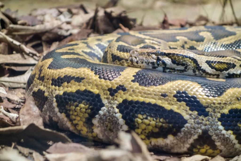 A Burmese python coiled on the ground, similar to the snake found under a shed in Freehold, New Jersey