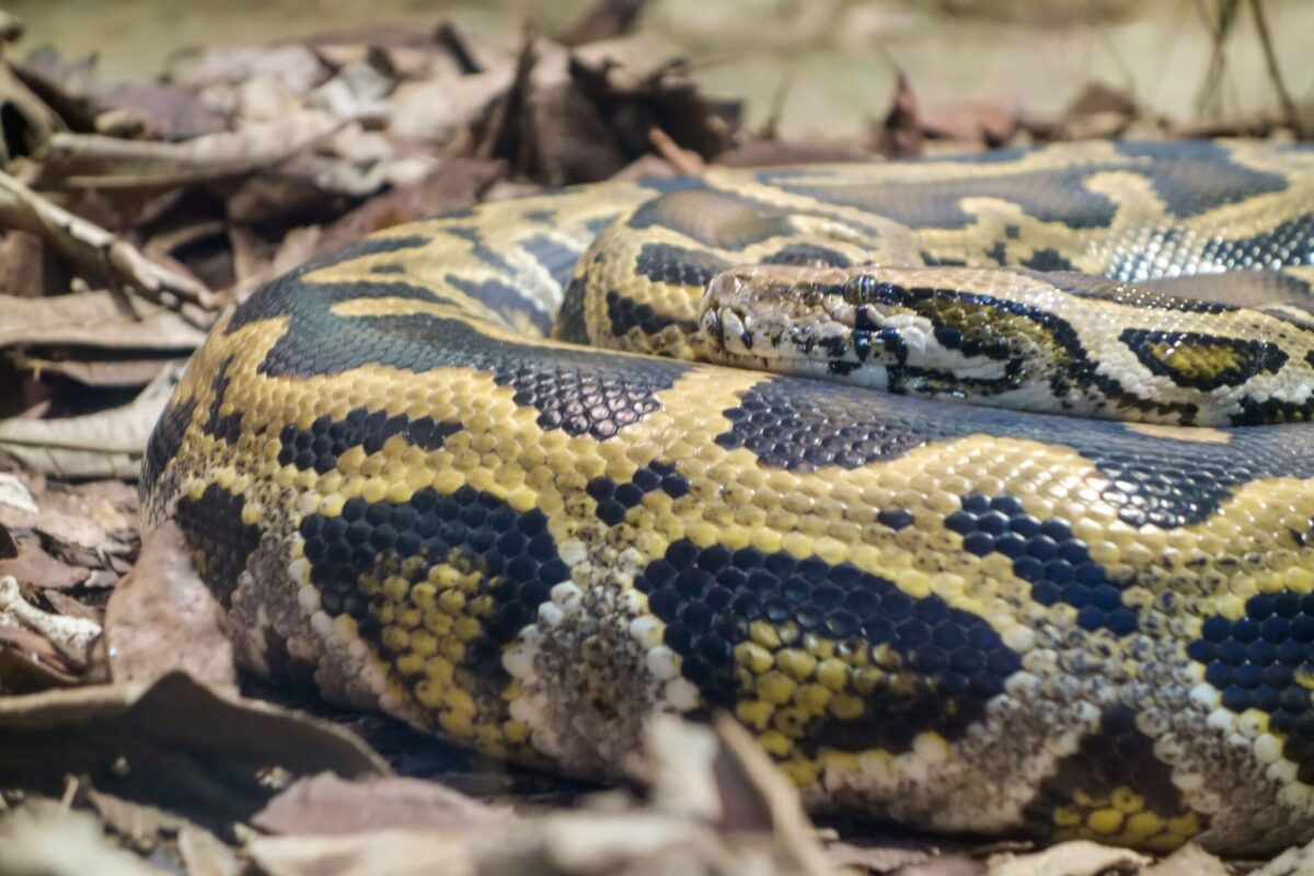 A Burmese python coiled on the ground, similar to the snake found under a shed in Freehold, New Jersey