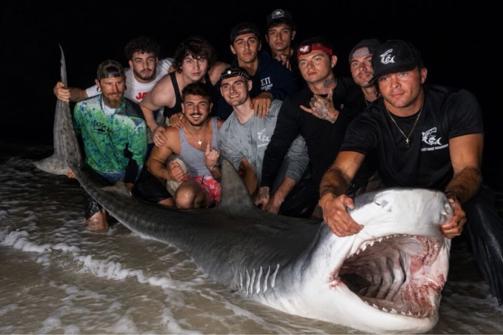 A group of anglers from East Coast Shredderz pose with a tiger shark caught off the New Jersey coast