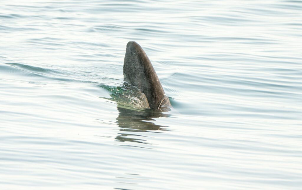 A shark fin in water, representing a dogfish shark swimming through a flooded street in Surf City, NJ after this weekend's nor'easter