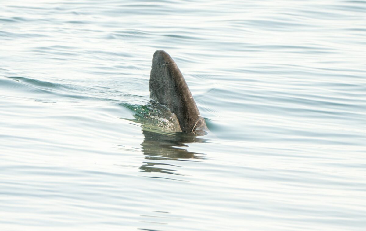A shark fin in water, representing a dogfish shark swimming through a flooded street in Surf City, NJ after this weekend's nor'easter