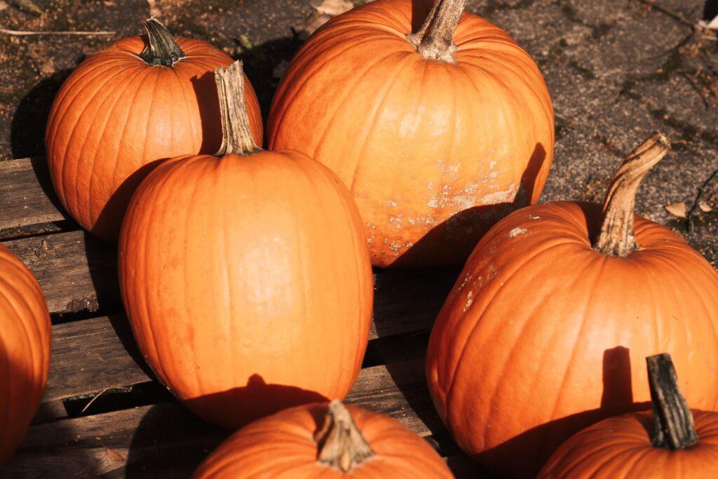 A pumpkin patch, similar to Secor Farms in Mahwah, NJ, ranked among USA Today's top 10 in the country