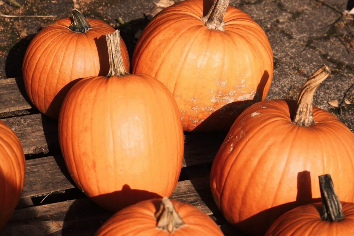 A pumpkin patch, similar to Secor Farms in Mahwah, NJ, ranked among USA Today's top 10 in the country