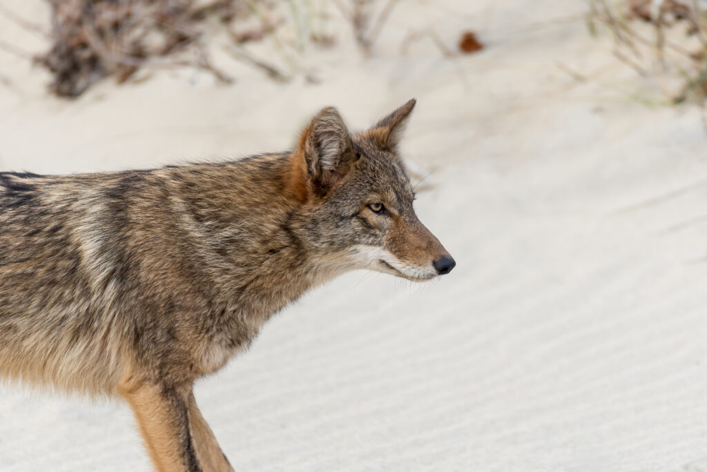 A coyote on the beach, similar to recent sightings reported near Wildwood, NJ
