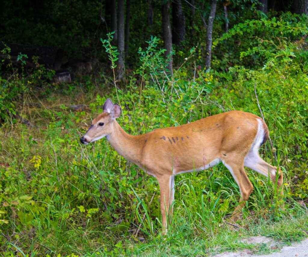 A white-tailed deer standing beside a road as deer mating season peaks in NJ